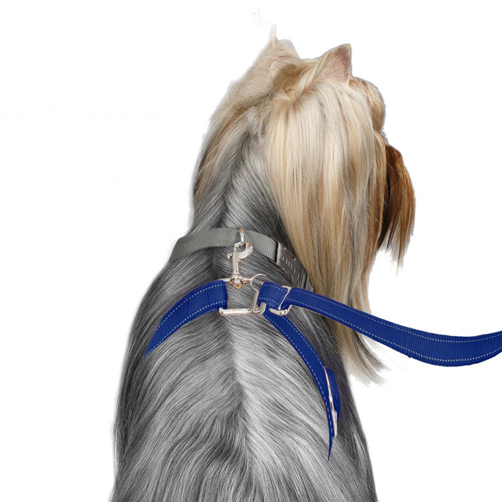 ThunderLeash_Standard_No-Pull_Leash_for_Dogs_-_Blue_-_Dog_using_Leash_d2999156-9b76-4206-8d3a-d3065fc8ba43.jpg