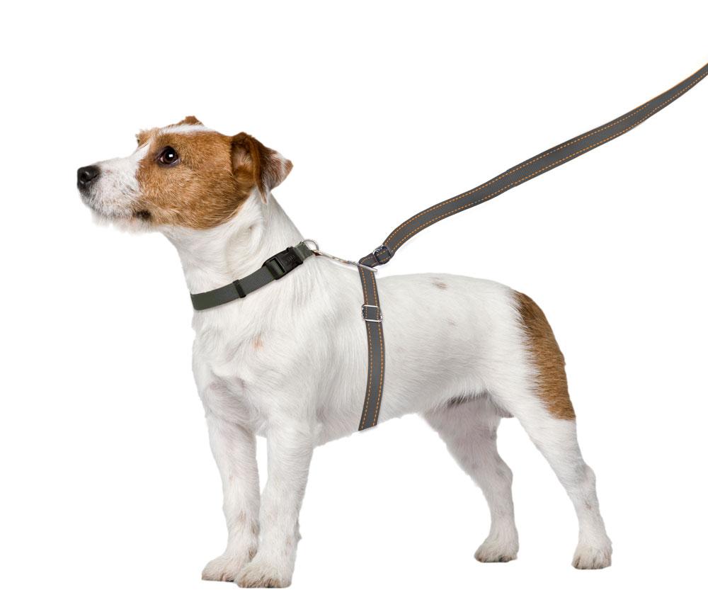 ThunderLeash_Standard_No-Pull_Leash_for_Dogs_-_Gray_-_Leash_on_Dog_acf2818b-00af-49d8-affe-e1960c169e6b.jpg