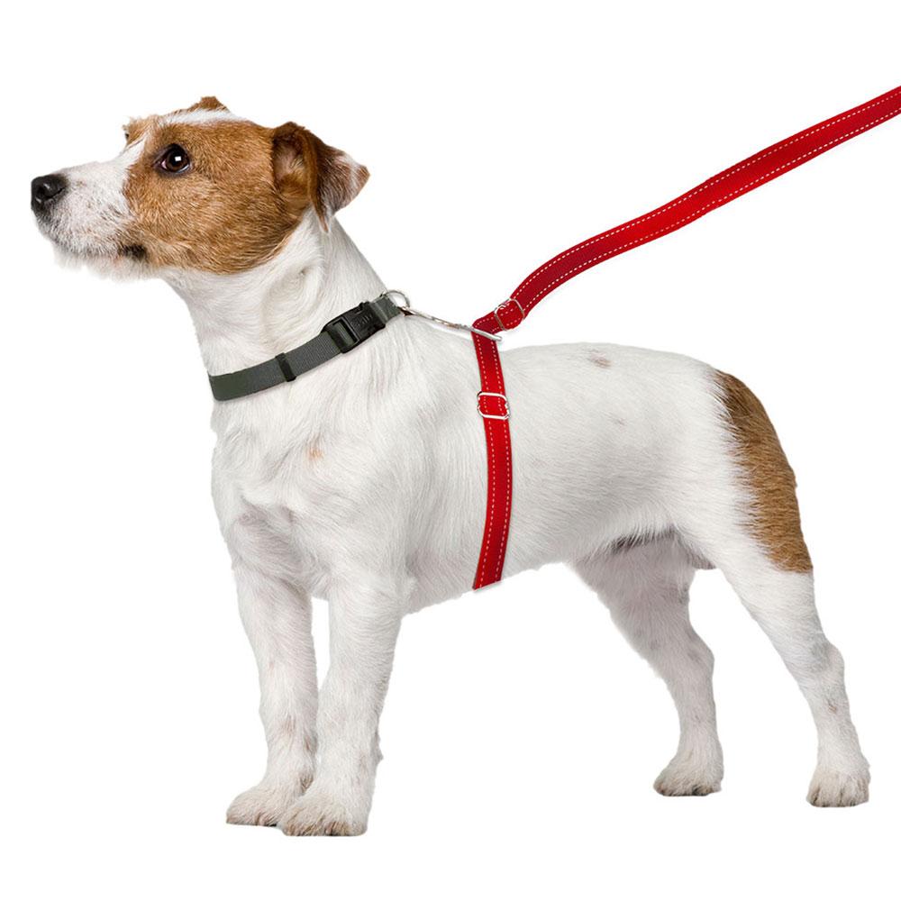 ThunderLeash_Standard_No-Pull_Leash_for_Dogs_-_Red_-_Leash_on_Dog_02e4f03f-56bf-4509-bcf2-b09a456fecf9.jpg