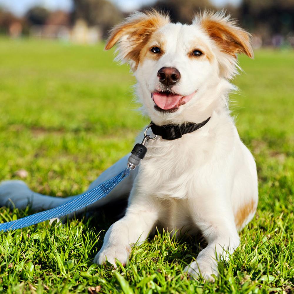 ThunderSnap_Quick_Connect_Dog_Leash_-_Lifestyle.jpg